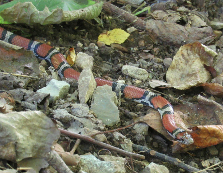 Red Milk Snake
